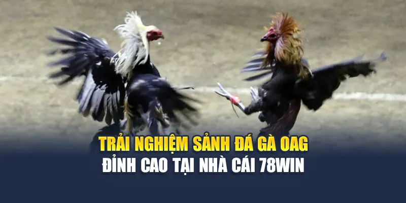 Trải Nghiệm Sảnh Đá Gà OAG Đỉnh Cao Tại Nhà Cái 78WIN 4 Trải Nghiệm Sảnh Đá Gà OAG Đỉnh Cao Tại Nhà Cái 78WIN