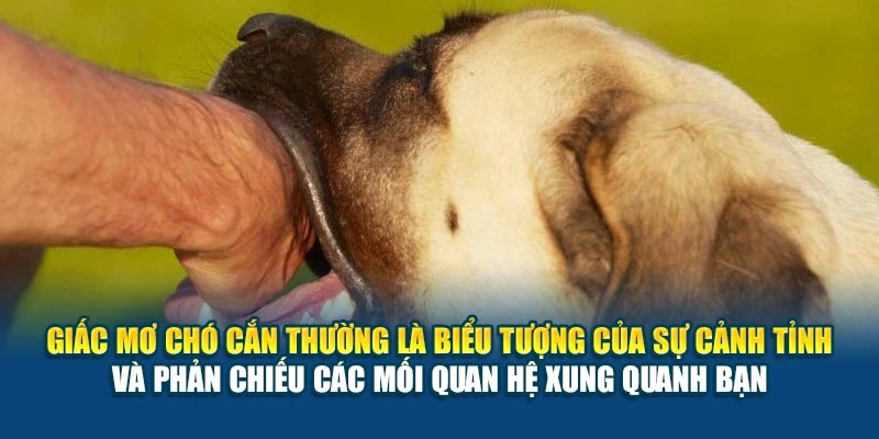 Mơ Thấy Chó Cắn Là Điềm Tốt Hay Xấu 78Win? - Lý Giải Ngay 5 Giấc mơ chó cắn thường là biểu tượng của sự cảnh tỉnh và phản chiếu các mối quan hệ xung quanh bạn